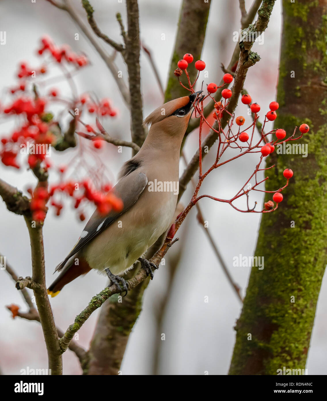 Waxwing im Baum Stockfoto