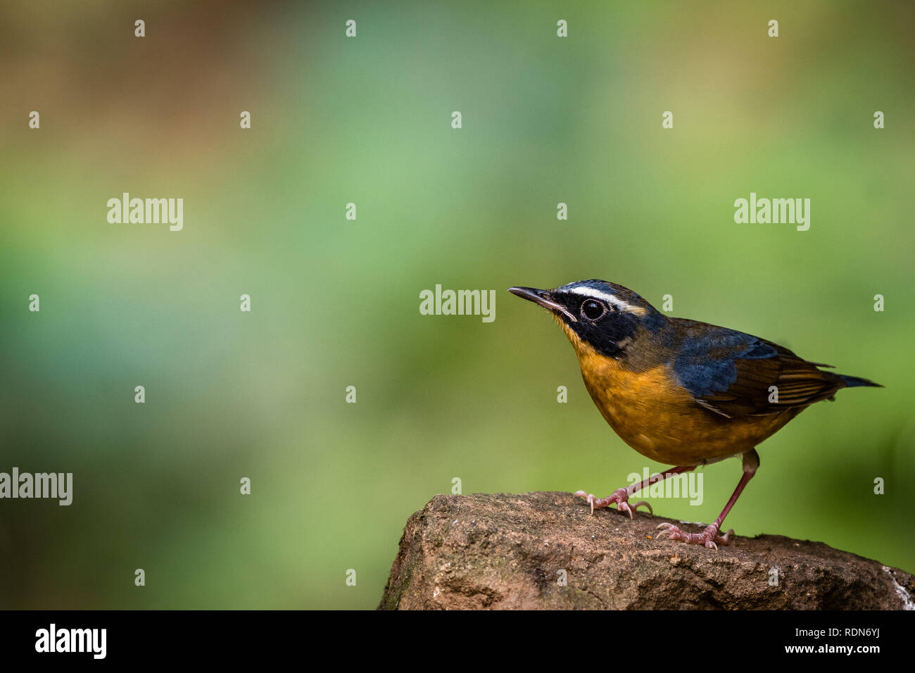 Die kleinen bunten Vogel! Stockfoto