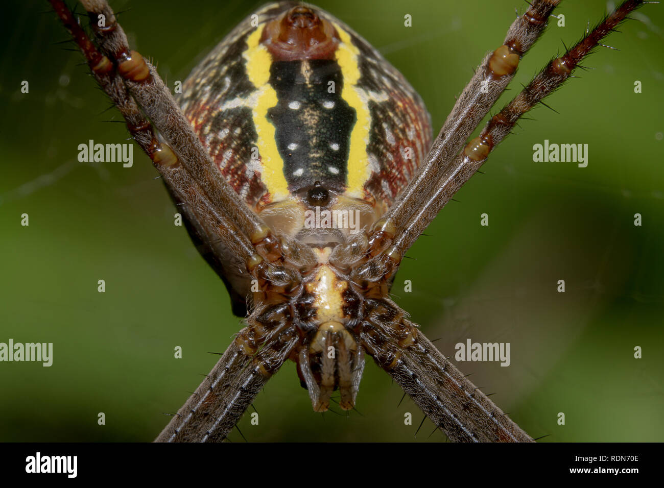 St. Andrew's Cross spider Blick nach hinten, Wissenschaftlicher Name: Argiope mit schönen grünen Hintergrund Stockfoto