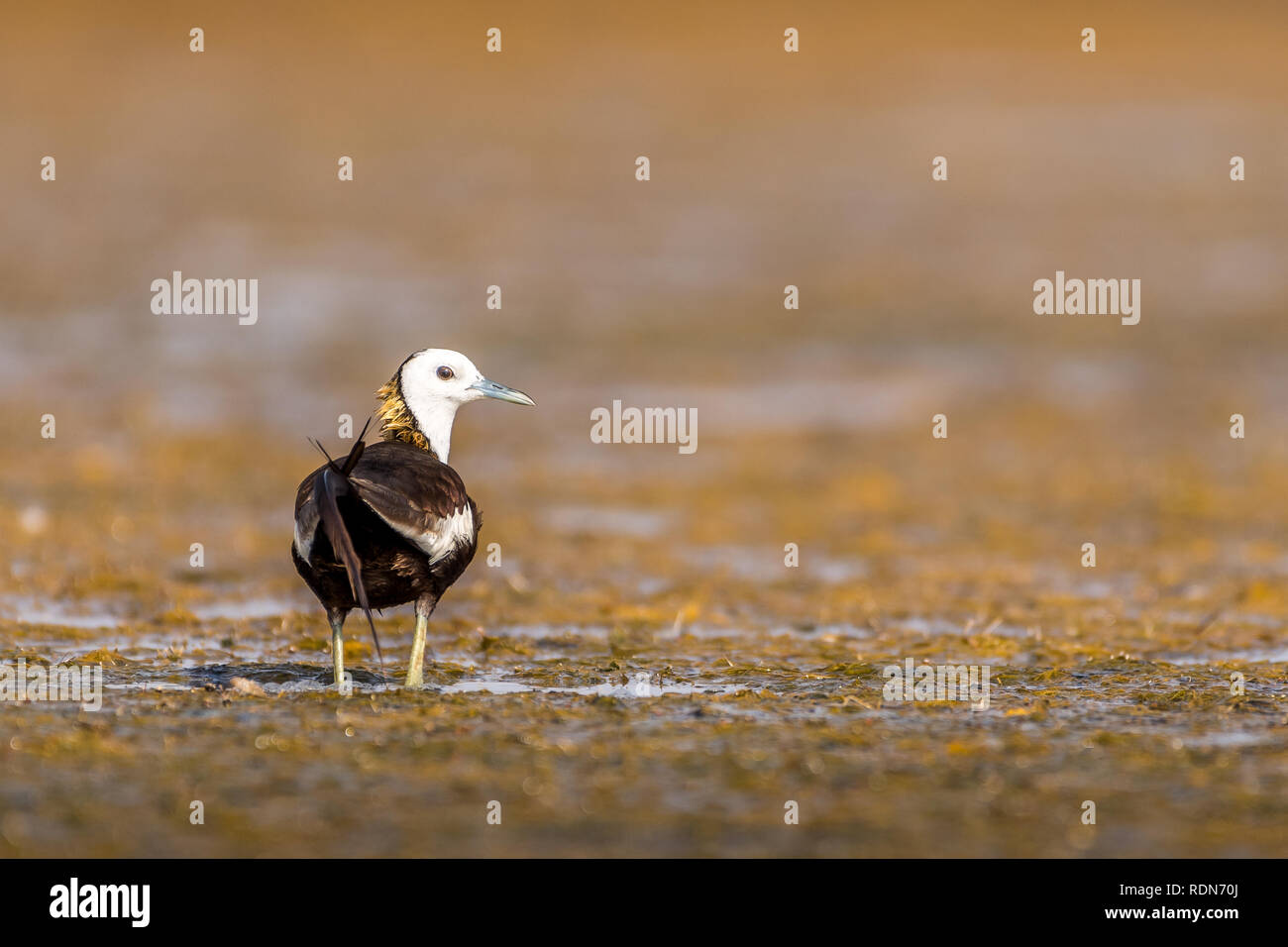 Dieses Bild von Fasan Tailed Jacana ist in Gujarat in Indien. Stockfoto