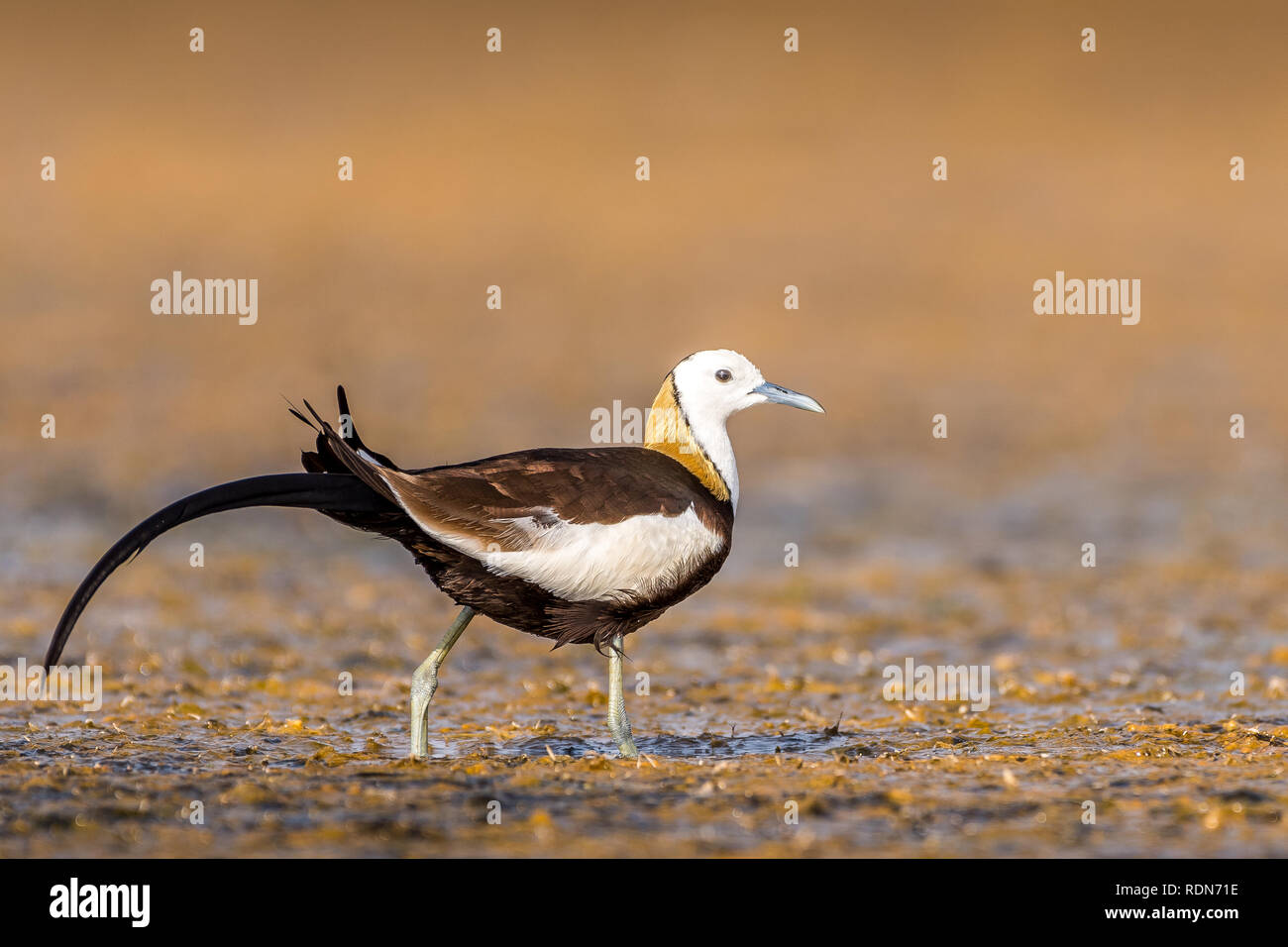 Dieses Bild von Fasan Tailed Jacana ist in Gujarat in Indien. Stockfoto