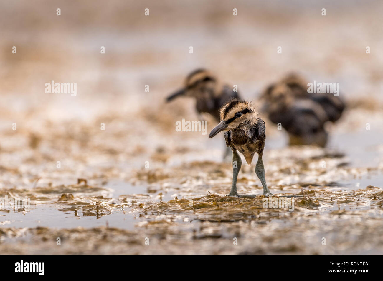 Dieses Bild von Fasan Tailed Jacana ist in Gujarat in Indien. Stockfoto