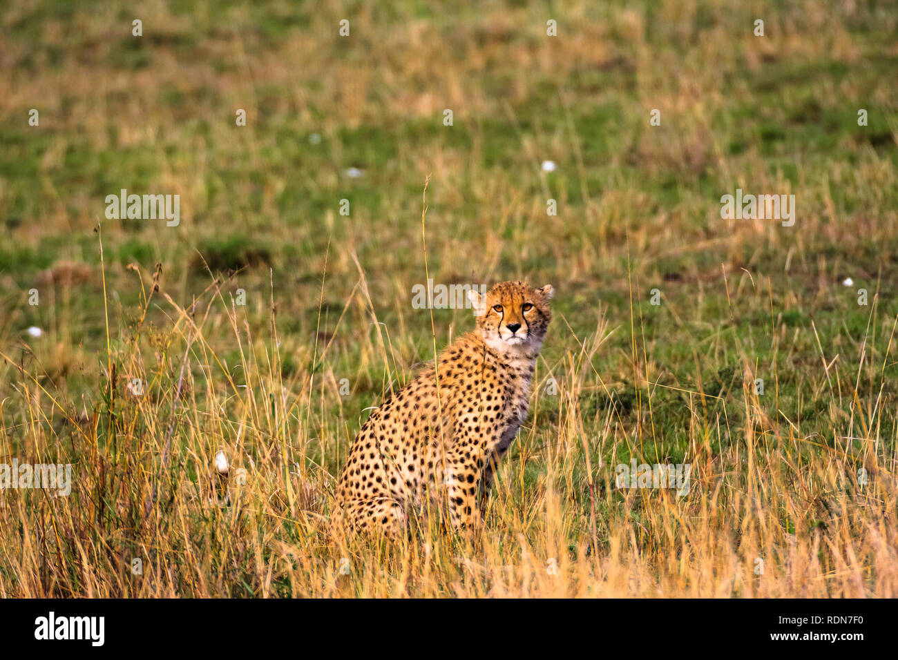 Der gepard Beobachtungspunkt. Kenia, Afrika Stockfoto