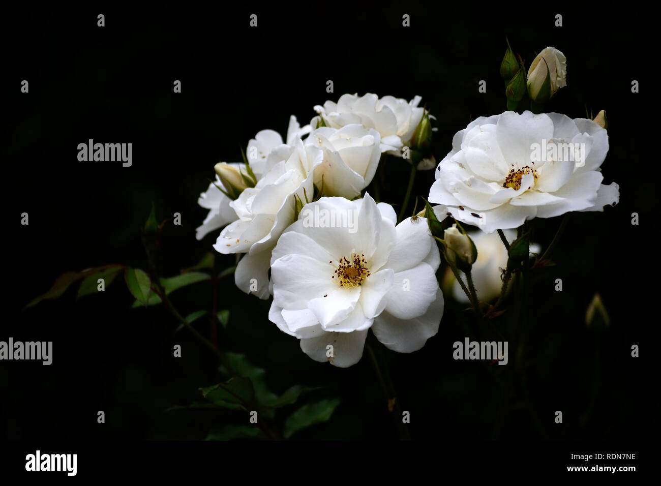 Blumenstrauß aus den weißen Rosen, schwarzer Hintergrund Stockfoto