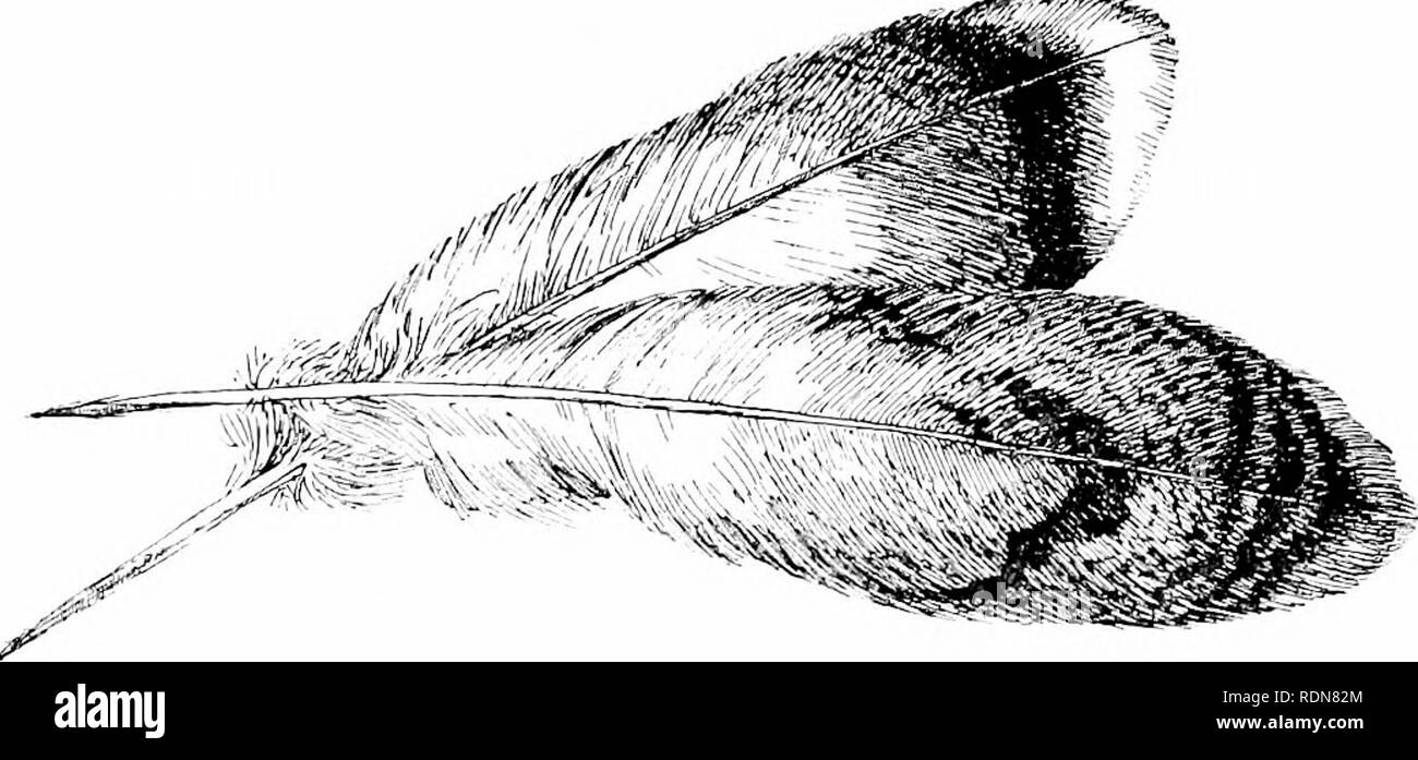 . Unerforscht Spanien. Jagd; Natural History. Die Großtrappe 261 im ständigen Kampf, der Mais - Wachstum ist schon ziemlich groß, und Iu am frühen Morgen alle Vegetation mit Nacht gesättigt ist - dews passiert es gelegentlich, dass einem bustard kann mit unfähig, durch diese Ursache für die Flügel erfüllt werden - das heißt, dass einige der Flug - Federn verloren oder kaputt und alle Tau-getränkten {rocUidas). Die zwergtrappe Häutungen giadually und verliert nie die jujwer des Fluges. Während nie erreichen die Größe der wilden Vögel,}' et Trappen gedeihen gut in Gefangenschaft - immer vorausgesetzt, dass Sie junge gefangen wurden. Okl Ijirds Stockfoto