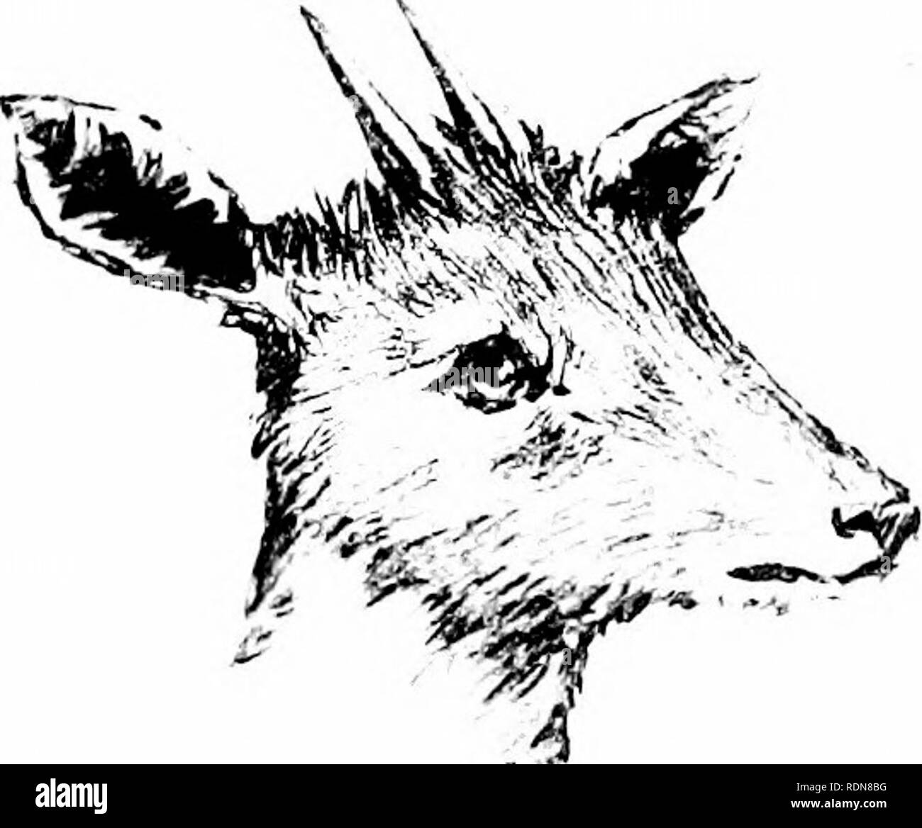 . Der Sportler in Südafrika. Die spukt, Gewohnheiten, die Beschreibung und der Verfolgung aller Spiel, beide Fell und Feder, fand südlich des Sambesi (einschließlich der Kap Kolonie, Transvaal, Bechuanaland, Natal, und Damaraland), am heutigen Tag, mit kurzen Hinweise zu den bekanntesten Frisch- und Salzwasser Fische. Spiel und Spiel - Vögel; Jagd. Abb. 29,- Die Grysruck (Xanoiui^ Ich.'!^ au' Iauol/s). Abb. 2 S.^ Thk 1 Nyla (Tragi'ia/"Hns-ani^ asij.. Bitte beachten Sie, dass diese Bilder aus gescannten Seite Bilder, die digital für die Lesbarkeit verbessert haben mögen - Färbung und Aussehen Dieser Lllustrat extrahiert werden Stockfoto