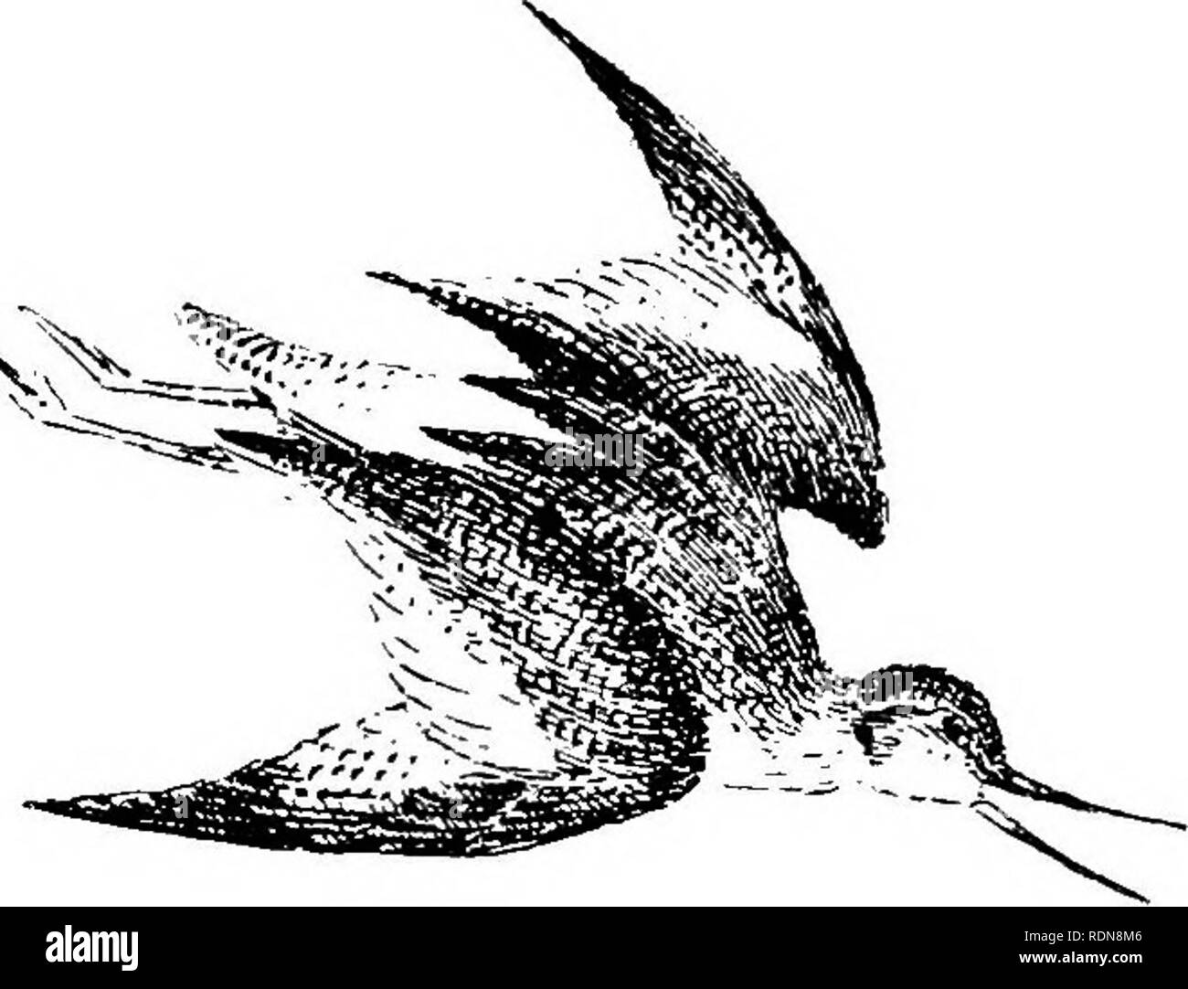 . Wild Spanien (Espan?ein AGRESTE): Aufzeichnungen des Sports mit Gewehr, Stange, und Waffe; natürliche Geschichte und Erforschung. Natural History; Jagd; Spiel und Spiel - Vögel. Wilde Kamele IN EUROPA. 101 Freund Antonio Trujillo erzählt uns, dass vor ein paar Jahren kam er auf eine in einem Sumpf stecken. Sechs Tage lang war er nicht in der Lage, den Punkt zu erreichen, und täglich beobachtet, das arme Tier Hilfe - lessly umherzuirren. Am siebten Tag fand er es möglich das Kamel zu entkommen zu unterstützen. Um innerhalb der Reichweite der Mund der arme Kreatur, fand er, daß die Erde weg gegessen wurde. Doch wenn geholfen, festen Boden zu gewinnen, das Kamel ging qui Stockfoto