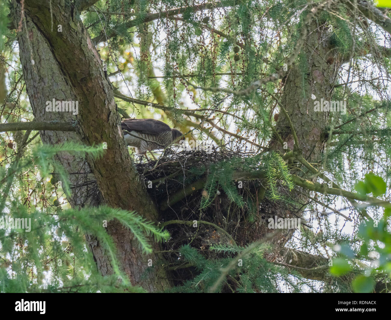 Frau Sperber (Accipiter nisus) auf einem Nest Stockfoto