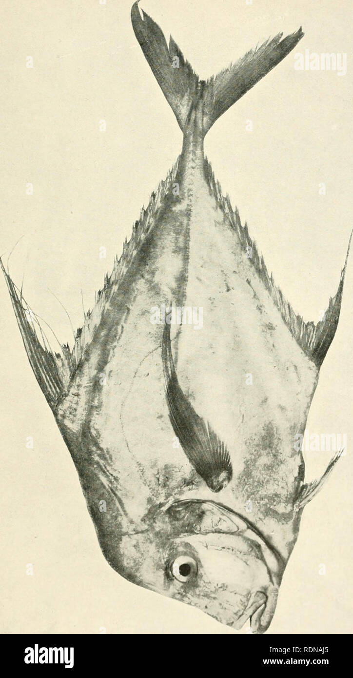 . Die essbaren Fische von New South Wales; ihre Bedeutung und ihre Möglichkeiten. Fische - Australien New South Wales. O O> c7). Bitte beachten Sie, dass diese Bilder sind von der gescannten Seite Bilder, die digital für die Lesbarkeit verbessert haben mögen - Färbung und Aussehen dieser Abbildungen können nicht perfekt dem Original ähneln. extrahiert. New South Wales. Abt. der Fischerei; Ward, David George, 1877. [Sydney W. A. Gullick, Govt. Drucker] Stockfoto