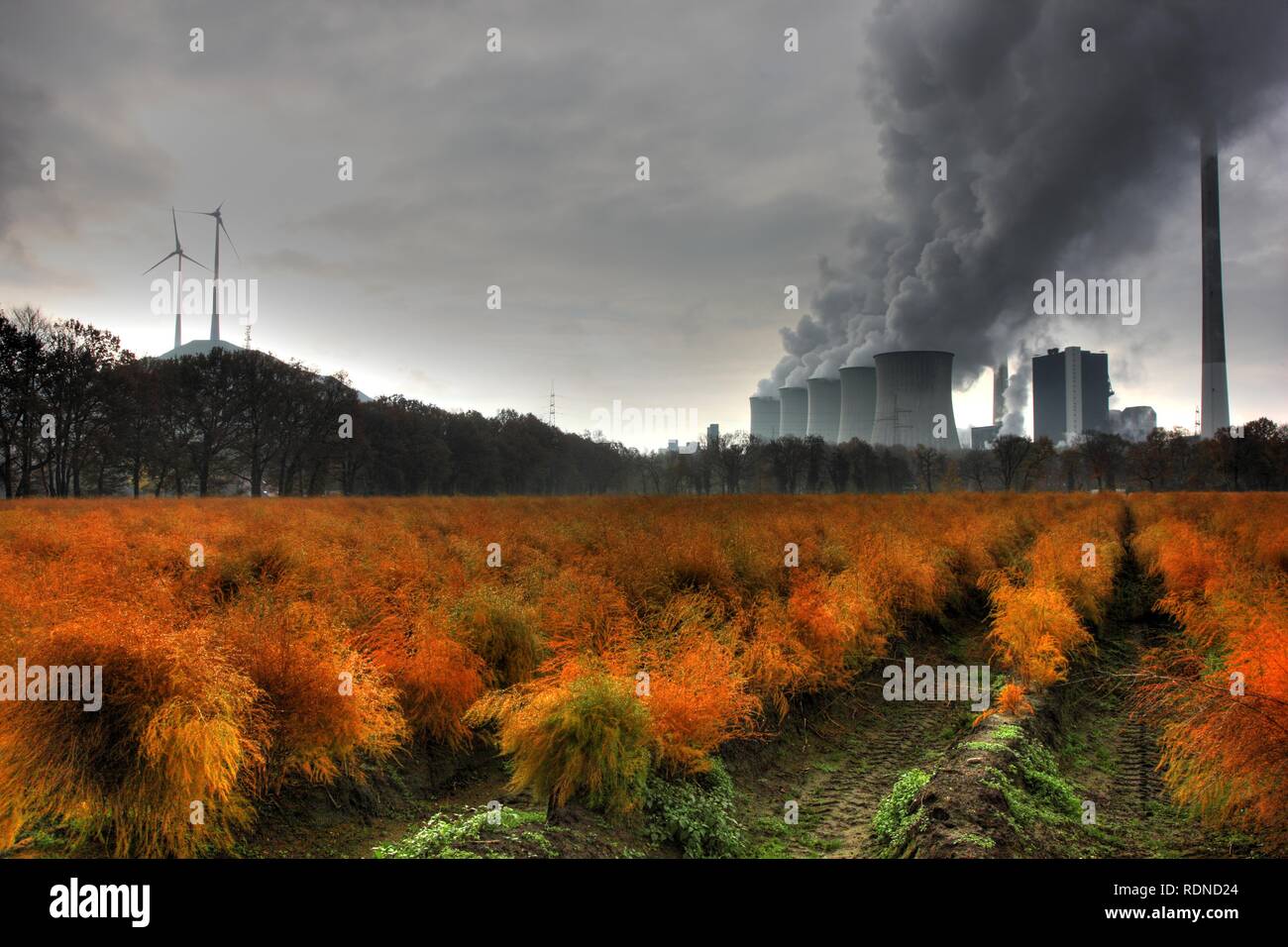 Verblasste Spargelfeld im Herbst, in der Rückseite der E.ON-Kohlekraftwerk in Gelsenkirchen-Scholven, Nordrhein-Westfalen Stockfoto