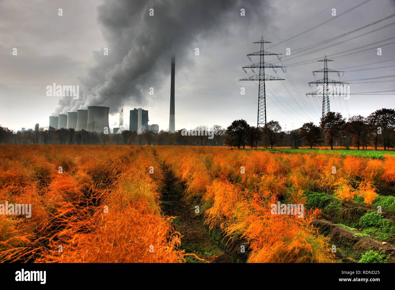 Verblasste Spargelfeld im Herbst, in der Rückseite der E.ON-Kohlekraftwerk in Gelsenkirchen-Scholven, Nordrhein-Westfalen Stockfoto