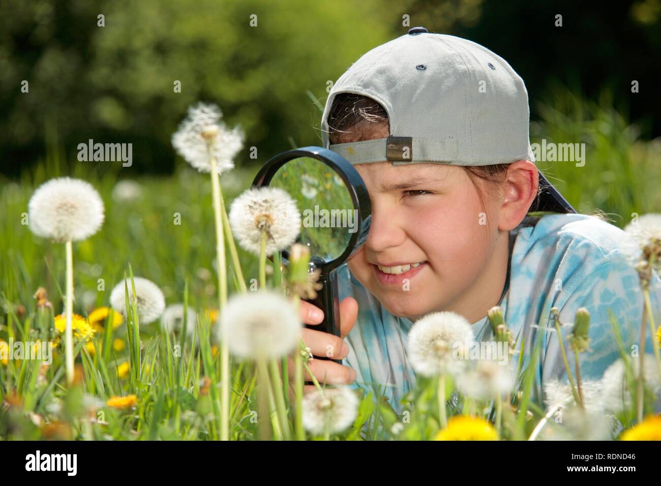 Mädchen an Löwenzahn durch ein Vergrößerungsglas suchen Stockfoto