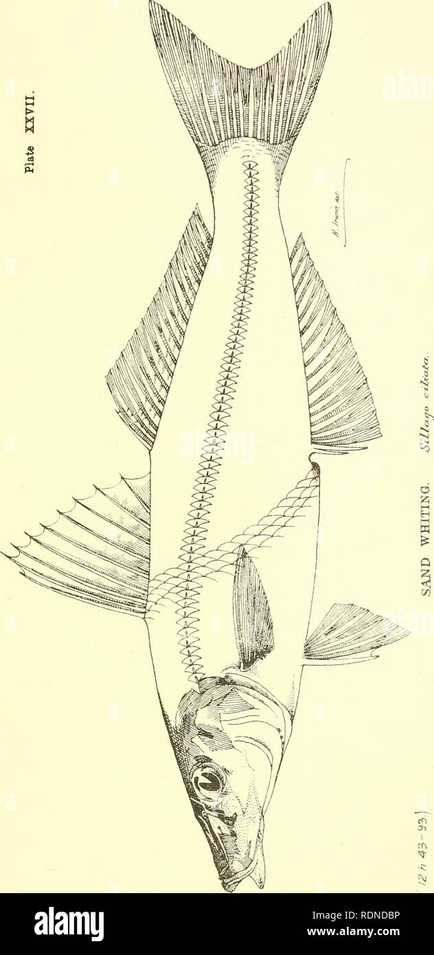 . Essbare Fische und Krebstiere von New South Wales. Fische - Australien New South Wales; Krebstiere - Australien New South Wales. . Bitte beachten Sie, dass diese Bilder sind von der gescannten Seite Bilder, die digital für die Lesbarkeit verbessert haben mögen - Färbung und Aussehen dieser Abbildungen können nicht perfekt dem Original ähneln. extrahiert. Ogilby, James Douglas, 1853-1925. Sydney: C. Potter, Govt. Drucker Stockfoto