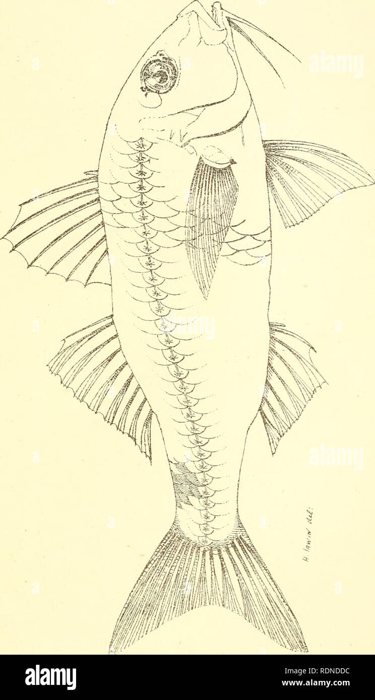 . Essbare Fische und Krebstiere von New South Wales. Fische - Australien New South Wales; Krebstiere - Australien New South Wales. t2 ft H H C CO. Bitte beachten Sie, dass diese Bilder sind von der gescannten Seite Bilder, die digital für die Lesbarkeit verbessert haben mögen - Färbung und Aussehen dieser Abbildungen können nicht perfekt dem Original ähneln. extrahiert. Ogilby, James Douglas, 1853-1925. Sydney: C. Potter, Govt. Drucker Stockfoto