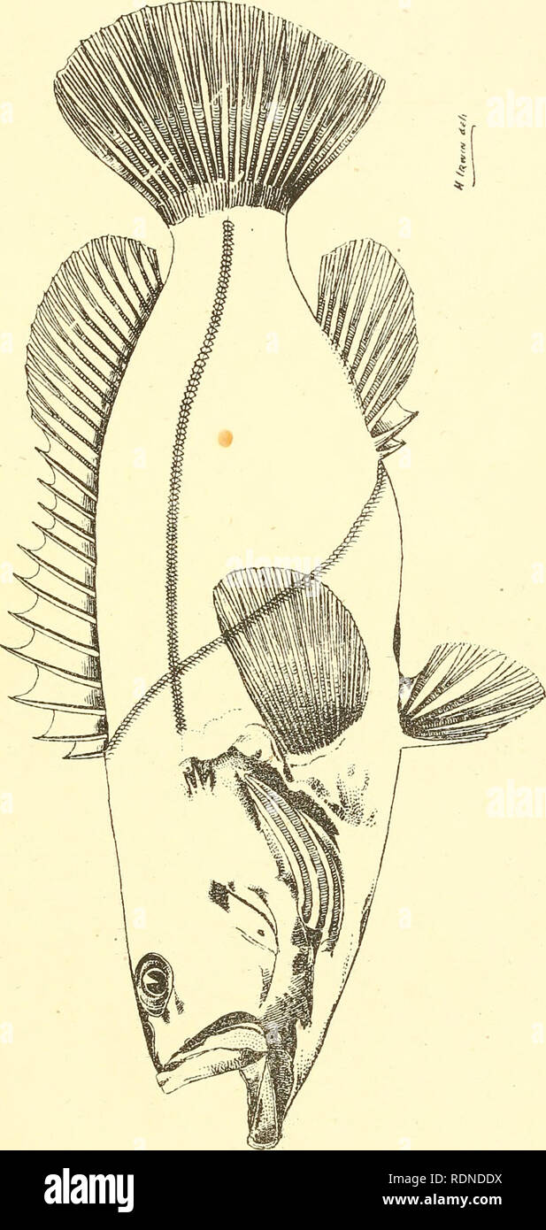 . Essbare Fische und Krebstiere von New South Wales. Fische - Australien New South Wales; Krebstiere - Australien New South Wales. P 4. - I Q O o o o (A. Bitte beachten Sie, dass diese Bilder sind von der gescannten Seite Bilder, die digital für die Lesbarkeit verbessert haben mögen - Färbung und Aussehen dieser Abbildungen können nicht perfekt dem Original ähneln. extrahiert. Ogilby, James Douglas, 1853-1925. Sydney: C. Potter, Govt. Drucker Stockfoto