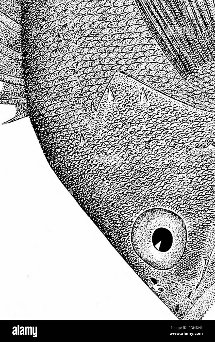 . Die Fischerei und der Fischerei Industrie der Vereinigten Staaten. Durch die Zusammenarbeit der EU-Kommissar für Fischerei und der Betriebsleiter des zehnten Einwohner. Fischerei. V/1^. ^. Ffi.-^ â ¢ 3 CO CO. a o o6 ic Â"&lt;*! M 1-1 Â®&lt; d2. 'O O Â £ m a, f3 0!=l Q a^w' 3 1 H6 O O Â"; 2 h0, Ja rA M o0 w w J3S HR' 0)^^ W d a^K r. Bitte beachten Sie, dass diese Bilder sind von der gescannten Seite Bilder, die digital für die Lesbarkeit verbessert haben mögen - Färbung und Aussehen dieser Abbildungen können nicht perfekt dem Original ähneln. extrahiert. Goode, G. Brown (George Br Stockfoto