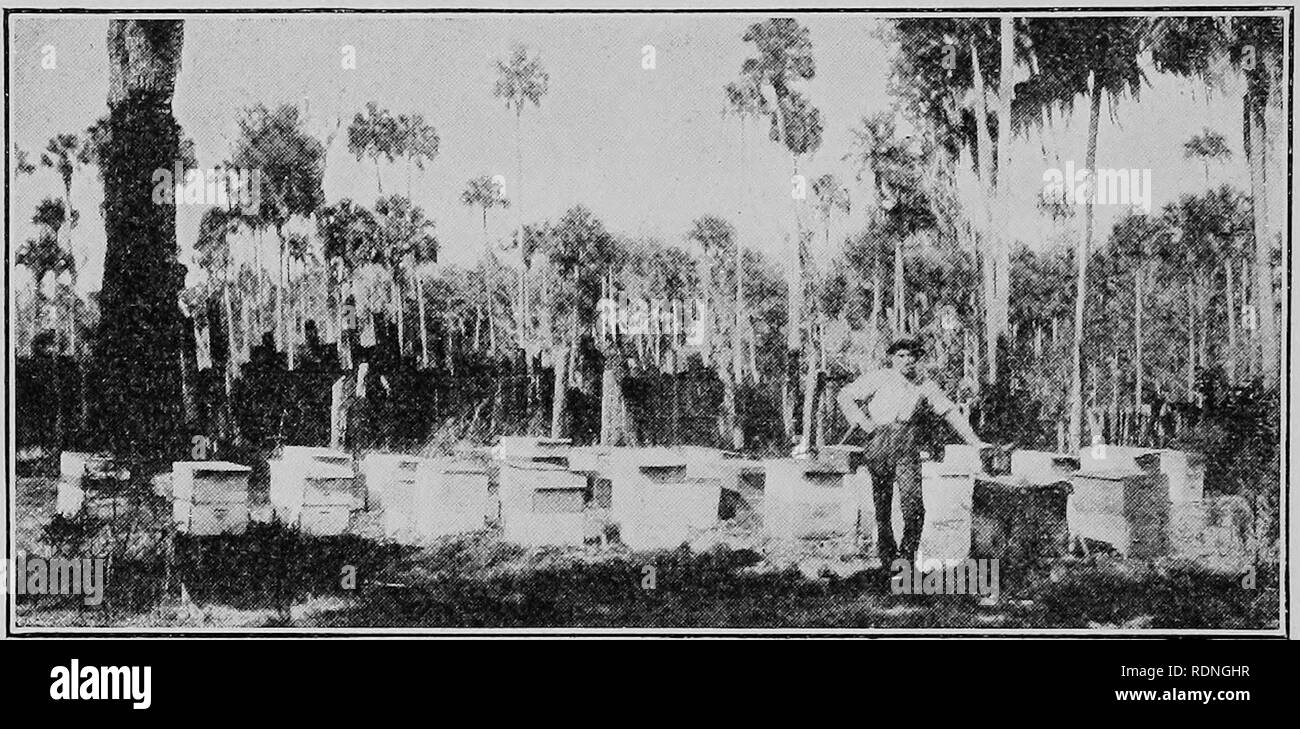 . Bienenzucht. April 1919. Für behinderte Soldaten, Matrosen und Marines. Sie bei der Auswahl einer Berufung. Bienen. 14 Oder ein Vorarbeiter. Wenn Sie sich für manuelle Arbeit in Ihrem alten Trade Boxes deaktiviert sind - Partizipation, die Sie vielleicht für die Position der Vorarbeiter ausgebildet werden können. Fore - Männer sind überall erforderlich. Die Welt braucht Menschen, die nicht nur die proc-esse, weil sie an ihnen gearbeitet haben, aber noch executive Fähigkeit und die so ausgebildet, dass sie führen werden - ers als Anhänger. Imkerei Regionen der Vereinigten Staaten. Nicht alle Teile der Vereinigten Staaten sind auch gut für die Bienenzucht, Stockfoto