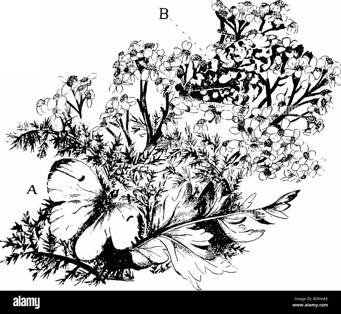 . Das Leben der Tiere. Zoologie. Arktis FÄRBUNG 179 Täuschung Regeln gibt, wie im Meer. Die weiße Farbe der Eisbär, Polarfuchs, der Möwen und Seeschwalben, scheint auf den ersten Blick eine bewundernswerte bei Sympathie zwischen malerischen und tierische Farbstoffe. Aber, streng genommen, weiß ist keine Farbe so viel wie die Summe. FlG. 30 Weibliche Orange-tip Schmetterling (Anthocaris cardamines) am Kotflügel (a) und (b), die sympathische Färbung der unter-Oberfläche. - zu zeigen - (Copyright, C.D., Dublin) von Farben; es handelt sich nicht um ein Pigment, sondern auf die Bedeckung des Körpers mit einer Beschichtung von Luft - Blasen - Stockfoto