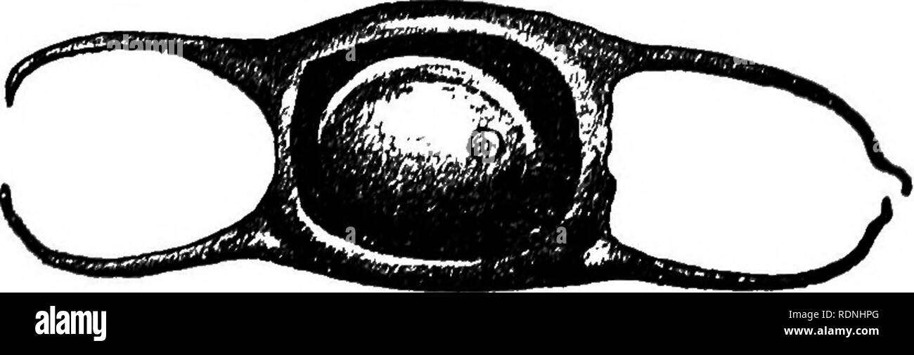 . Das tierische Leben unserer Küste. Mit besonderem Bezug auf die New Jersey Küste und dem südlichen Ufer von Long Island. Meerestiere. Vi. Einige COASTWISE HSIIBS. Amonq die Vorteile und Enden, dass die eingehenden Flut wirft auf den Strand sind die eigenartigen Kissen - geformte Objekte mit Langwierigen Ecken, die allgemein unter dem Namen der EA-Geldbörsen bekannt sind." Groß ist die Diskussion die Teilnahme an der Suche nach einer dieser Meer - Geldbörsen, und viele sind die Vermutungen über deren wahre Natur. Die Exemplare gefunden auf dem Sand sind in der Regel trocken und im Geldbeutel Teil split, nichts angezeigt innerhalb;. Die Stockfoto