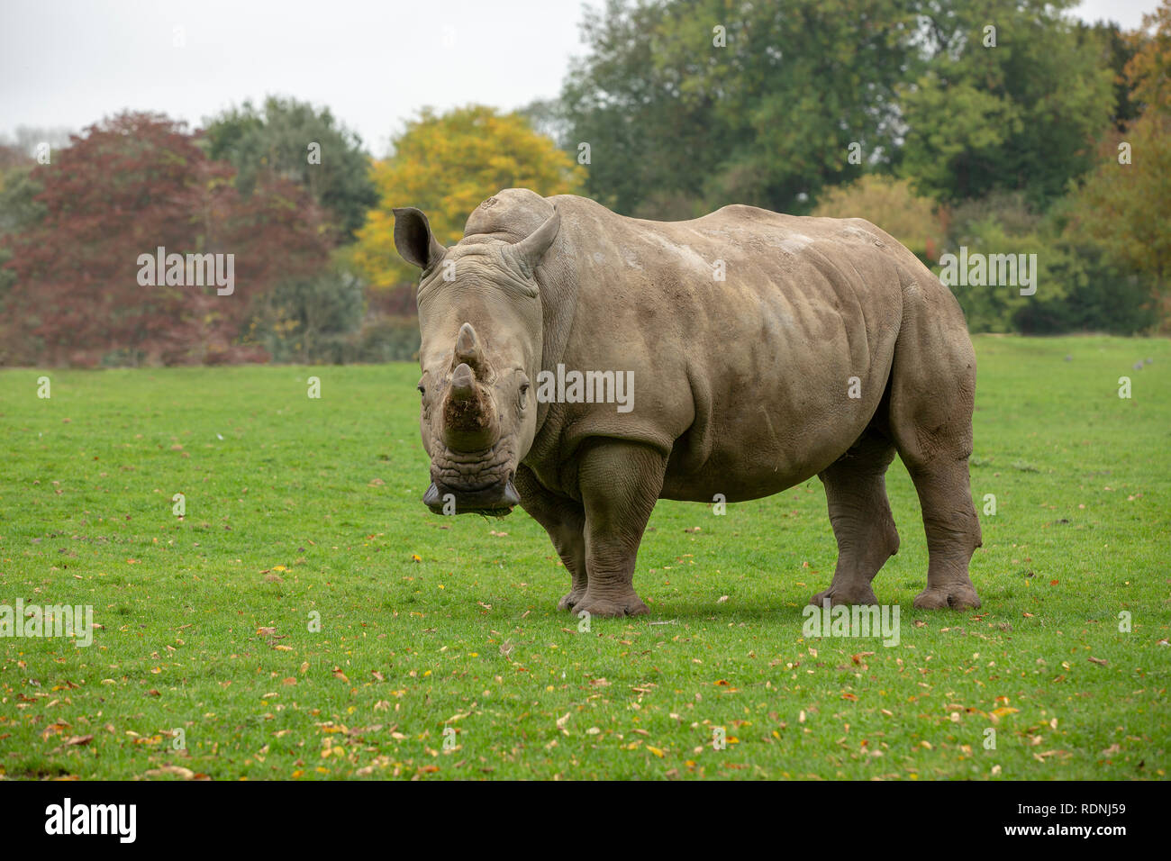 Meine suchen Rhino in die Kamera starrt. Einsame Tier in einer Wiese mit Bäumen hinter sich. Stockfoto