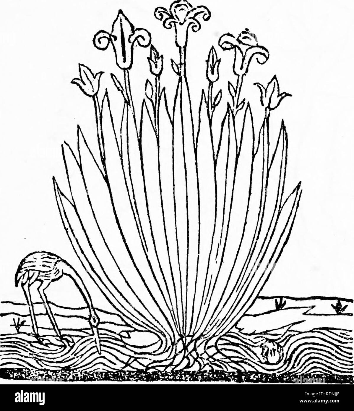 . Kräuter, ihren Ursprung und Evolution, ein Kapitel in der Geschichte der Botanik, 1470-1670. Botanik; Botanik; Herbals. VII] Das lateinische "herbarius" 159 Abbildung illustriert ein englisches Buch. Es ist wiedergegeben in Text-Bild. 19. Die Abbildungen auf der Lateinischen Herbarius" oder "herbarius Moguntinus", Mainz 1484 (Text-Abbn veröffentlicht. 3, 4, 5. 7 i), Form der nächsten Gruppe der botanischen Holz-Schnitte. Die Zahlen sind viel besser als die der "herbarium" von Apuleius, aber gleichzeitig sind sie in der Regel formal. IREOS VEL KS Text-Bild. 74. "Ireos vel Iris" [Arnaldus de Villa Nova, Tractatus de Vir Stockfoto