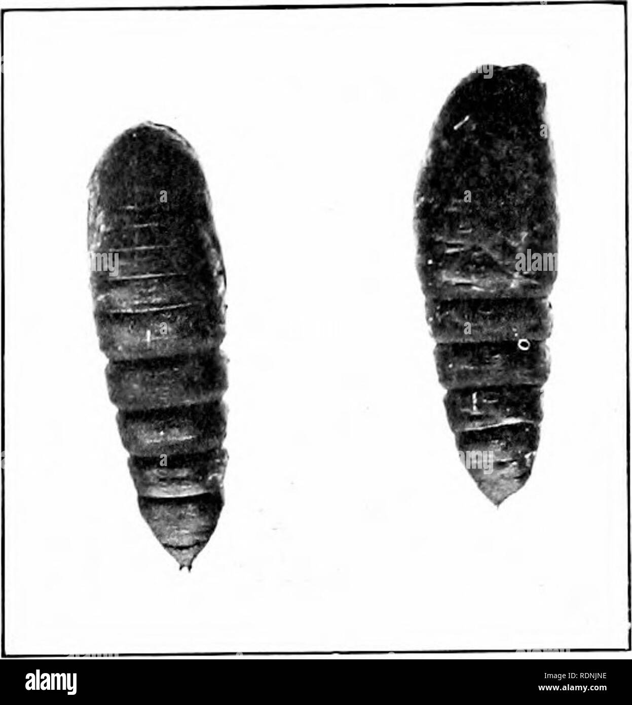 . Das Insekt und anderen alliierten Schädlinge der Obstgarten, Bush und Treibhaus Früchte und ihre Prävention und Behandlung. Schädlinge; Obst. 296 Schadinsekten. Zunächst die ganze Stapel von larv; e Feed zusammen, Hütte später trennen Sie sich in kleinere Gruppen von zehn bis zwanzig. Wenn junge und alle zusammen füttern Sie skeletonise ein Blatt oder zwei in sehr auffälliger Weise, Hütte, wenn Sie größer sind sie sich zerstreuen über die Blätter. In Ruhestellung Wlien tliey liegen dicht zusammen, in der Regel auf der Oberfläche der Blätter, parallel zueinander liegen. Sie sind meistens ältere liy Mitte September, aber ich habe Ihnen hatten Stockfoto