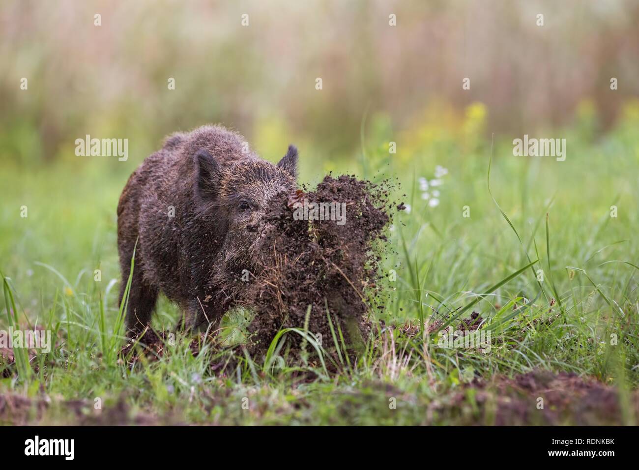 Wildschwein, sus scrofa, Graben auf einer Wiese werfen Schlamm um mit seiner Nase. Stockfoto