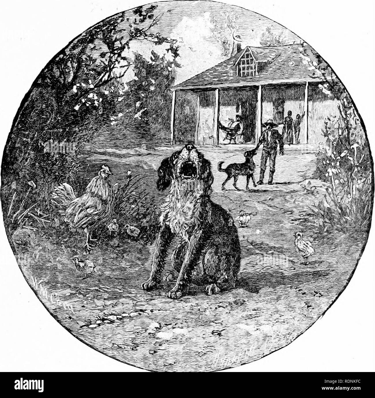 . Vier Füße, zwei Füße, und keine Füße; oder, pelzigen und gefiederten Haustiere, und wie Sie leben. Das Verhalten der Tiere. Herzog und die Hühner. 173. Eines Tages, als Herzog ausgeführt wurde, nachdem die Hühner, alte Sport, - einem anderen Hund, der im gleichen Haus hved, - gingen ihm nach; und da sie von der Rückseite des Halses und schüttelte ihn. Wie Herzog nicht weinen! Jedes über den Ort kam, um zu sehen, was los war. Alte Sport kam auf und wedelte mit seinem Schwanz, so viel wie zu sagen, "Gut, ich die Dinge selbst in die Hand genommen haben, und wir werden sehen, ob die dummen Welpen die Hühner allein nach diesem nicht lassen wird! "Herzog nie versucht zu t Stockfoto