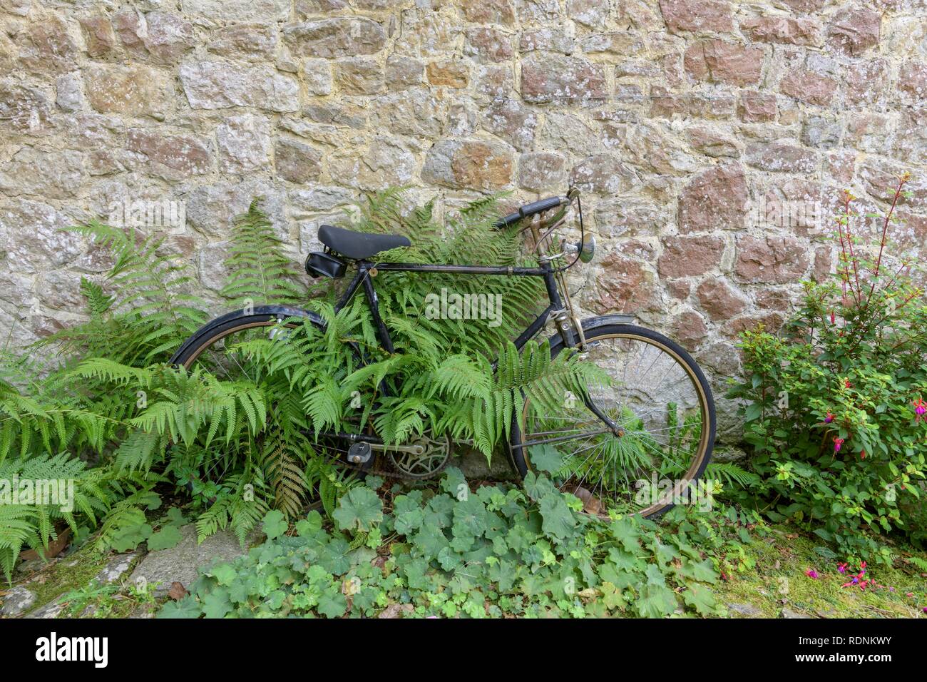 Fahrrad- und Farn, Wasserburg Ightham Mote, Tonbridge und Malling, England, Vereinigtes Königreich Stockfoto