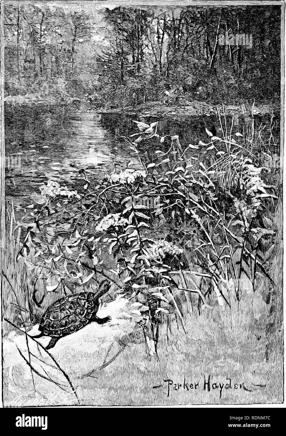 . Vier Füße, zwei Füße, und keine Füße; oder, pelzigen und gefiederten Haustiere, und wie Sie leben. Das Verhalten der Tiere. Die MLD-Schildkröte. "Willst du mich heiraten? "Sagte der Schlamm-tm-tle zu den gelb-Vogel. Die gelb-Vogel saß auf einem Spray von Juwel - Unkraut, und war so hell wie das Juwel Blüten sich; aber drehte sie wieder auf den Schlamm - Schildkröte, und nicht auf ihn. "Sie müssen nicht so verächtlich sein", sagte der Schlamm - Schildkröte. "Ich bin gut, und können Sie gerne. Meine Schlamm - Haus hat drei Zimmer, und ich hoffe das ist genug. Sie sind wahrscheinlich nicht zu mehr als einem verwendet." • "Das ist Stockfoto