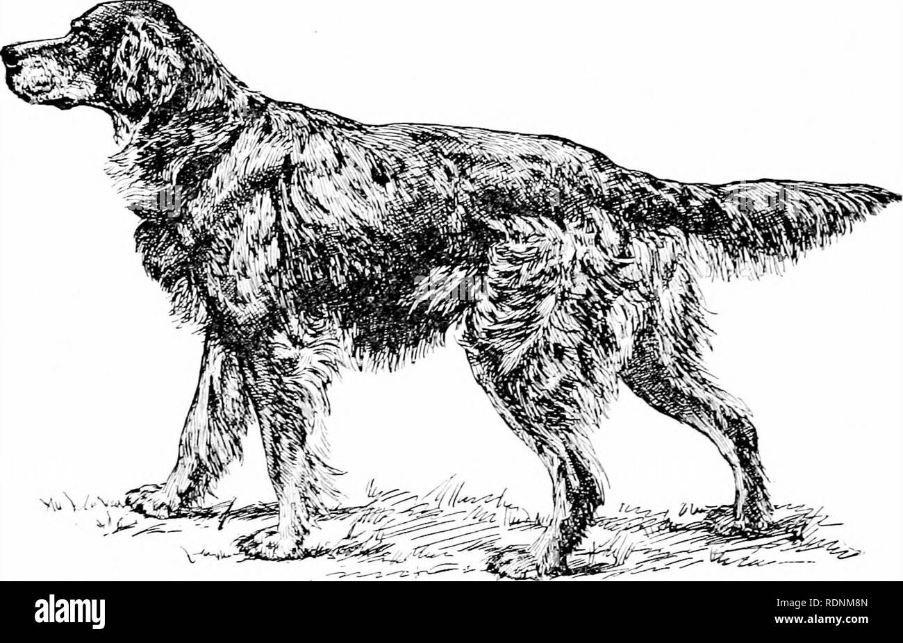 . Schießen auf Berggebiete, Sumpf, und streamen. Eine Reihe von Artikeln, die von prominenten Sportlern geschrieben, beschreibende der Jagd der Berggebiete Vögel von Amerika... Spiel und Spiel - Vögel; Jagd. 396 IXPLAI ^D schießen. Diese Hunde sind vor allem für ihre große Schönheit empfohlen werden, und für ihre spezielle Anpassung an die Nutzung der Sportler der Norden und der Osten, wo kleine Felder, sumpfigen Boden und dichte Deckfedern hauptsächlich gearbeitet werden. Die Punkte der Gordon Setter sind die gleichen wie im Englischen, aber das Aussehen der Hunde unterscheidet sich in vielerlei Hinsicht wie folgt:. Abb. 9 - Gordon Setter. Stockfoto