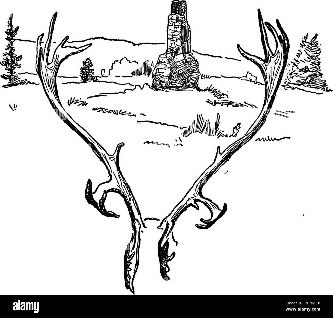 . Die Arktis Wiesen, ein Kanu-Reise von 2000 Meilen auf der Suche nach dem Caribou; wird das Konto einer Reise in die Region nördlich von Aylmer See. Hirsch Jagd. 262 der Arktis wiesen die native Zerstörung ist heute weniger als früher und nie eine wahrnehmbare Unterschied machen. Schließlich ist die Frage keineswegs entgangen die Kenntnisnahme der hellwach Kanadische Regierung rep-Übel durch den Minister des Innern und dem Royal North-west montiert PoUce. Es konnte nicht in besseren Händen sein; und es gibt keinen Grund in jedem Maß eine Wiederholung der Büffel Schlachten, die das p-beschämt zu befürchten Stockfoto