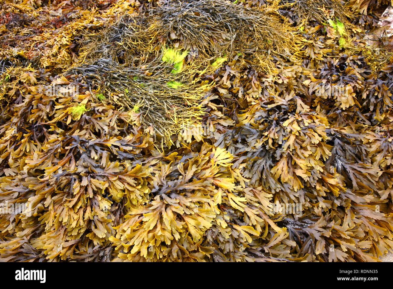 Algen, Wasser, Pflanze, bei Ebbe Stockfoto