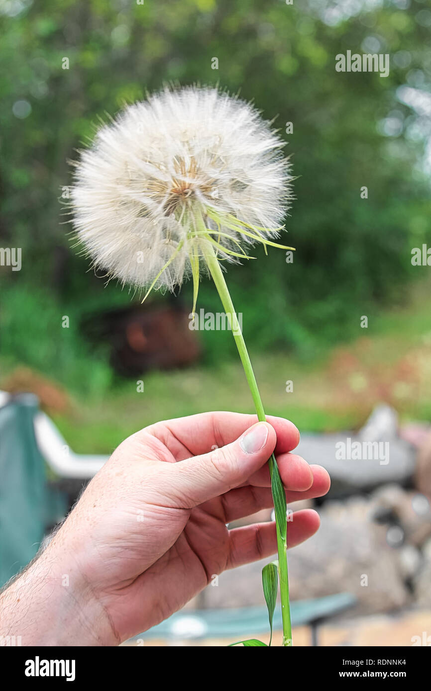 Eine große tragopogon in einer Hand gehalten. Stockfoto