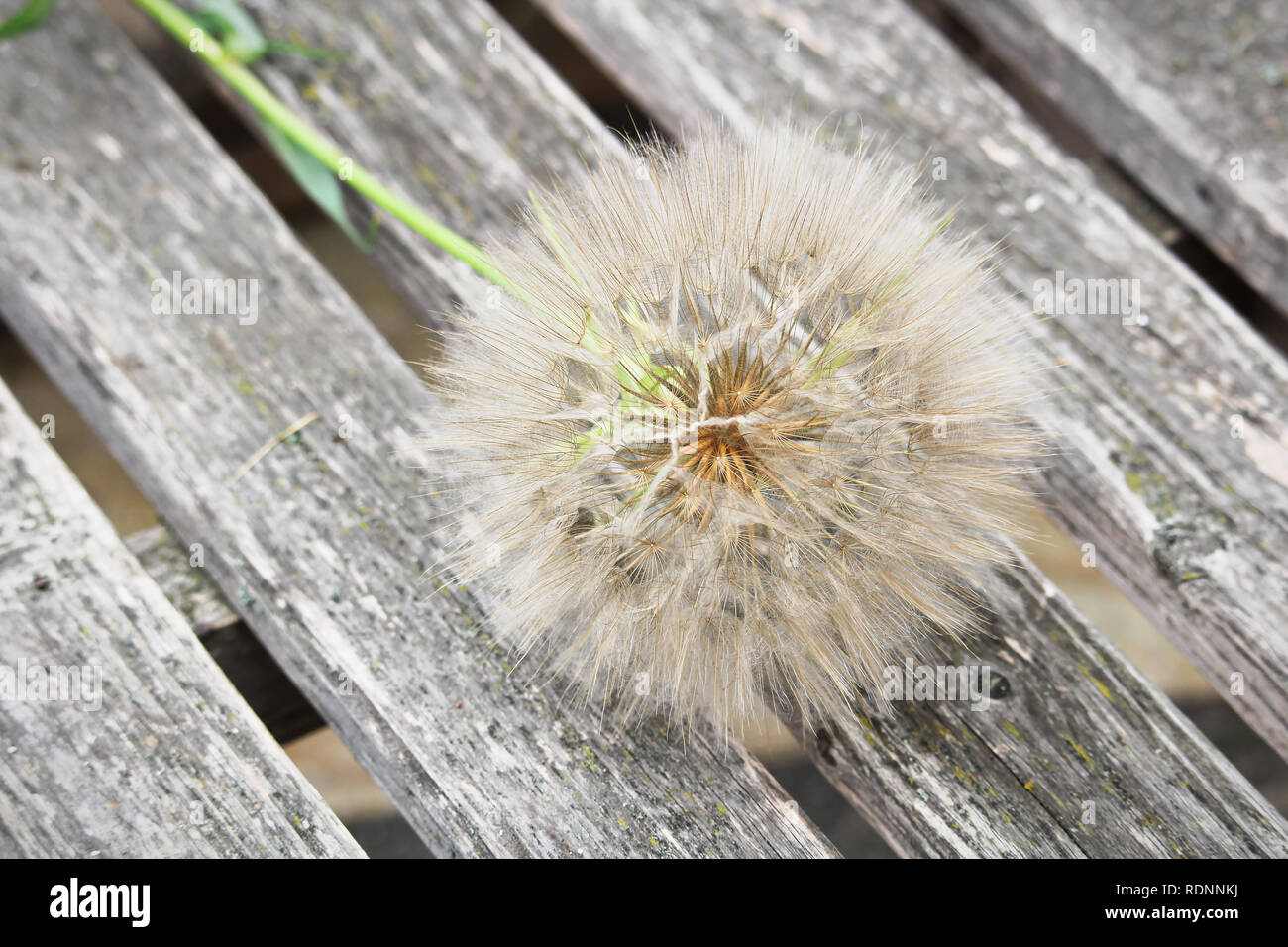 Der Samen Kopf einer grossen Unkraut - tragopogon. Stockfoto