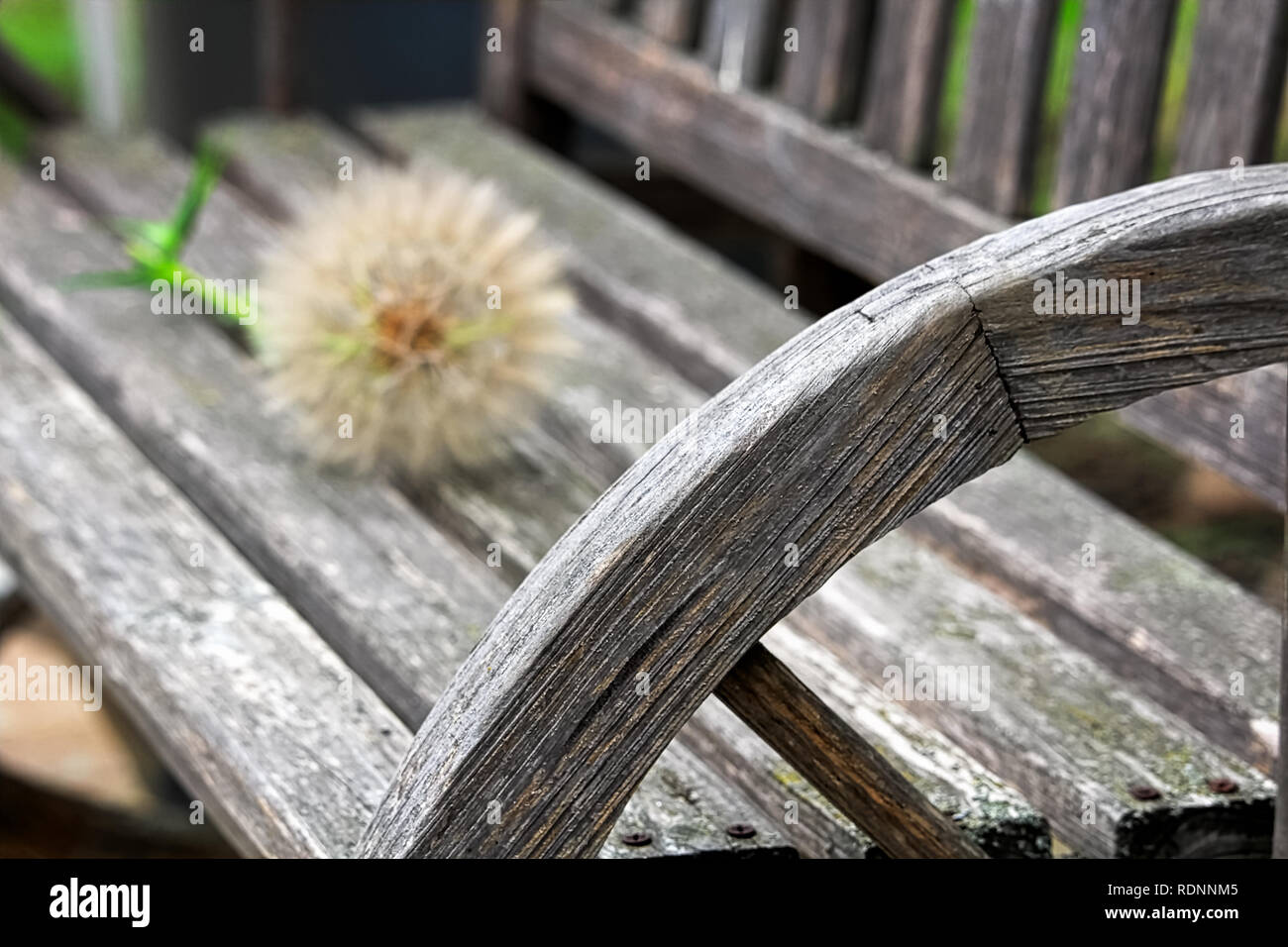 Eine große tragopogon Kopf unscharf im Hintergrund einer Bank. Stockfoto