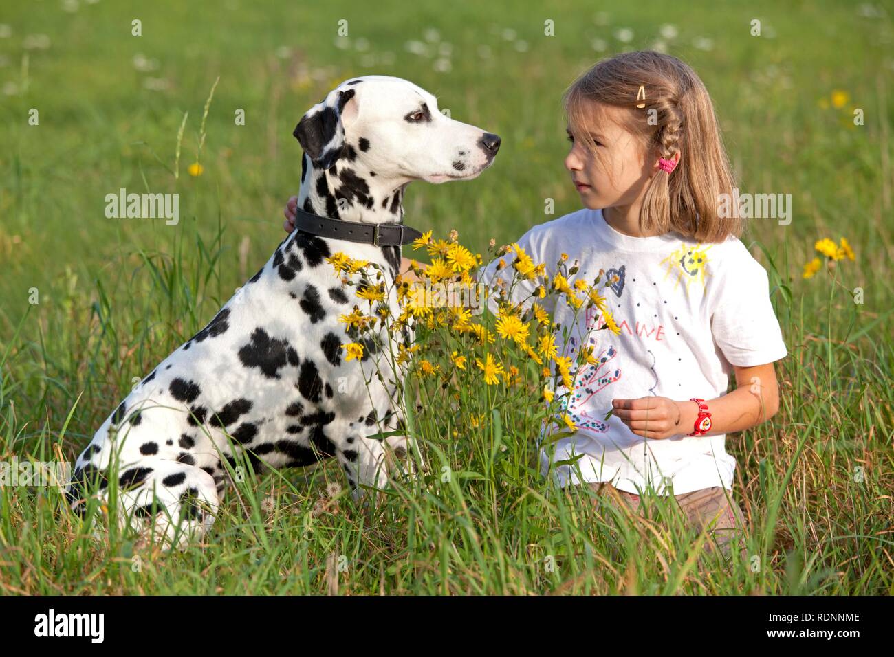 Kleines Mädchen mit Dalmatiner in einer Wiese Stockfoto