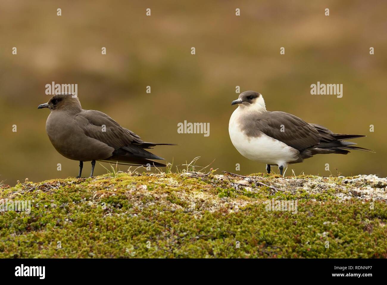 Schmarotzerraubmöwe (Eulen parasiticus), dunkle und helle morphs stehend auf Hügeln, Erwachsener, Varanger, Finnmark, Norwegen Stockfoto