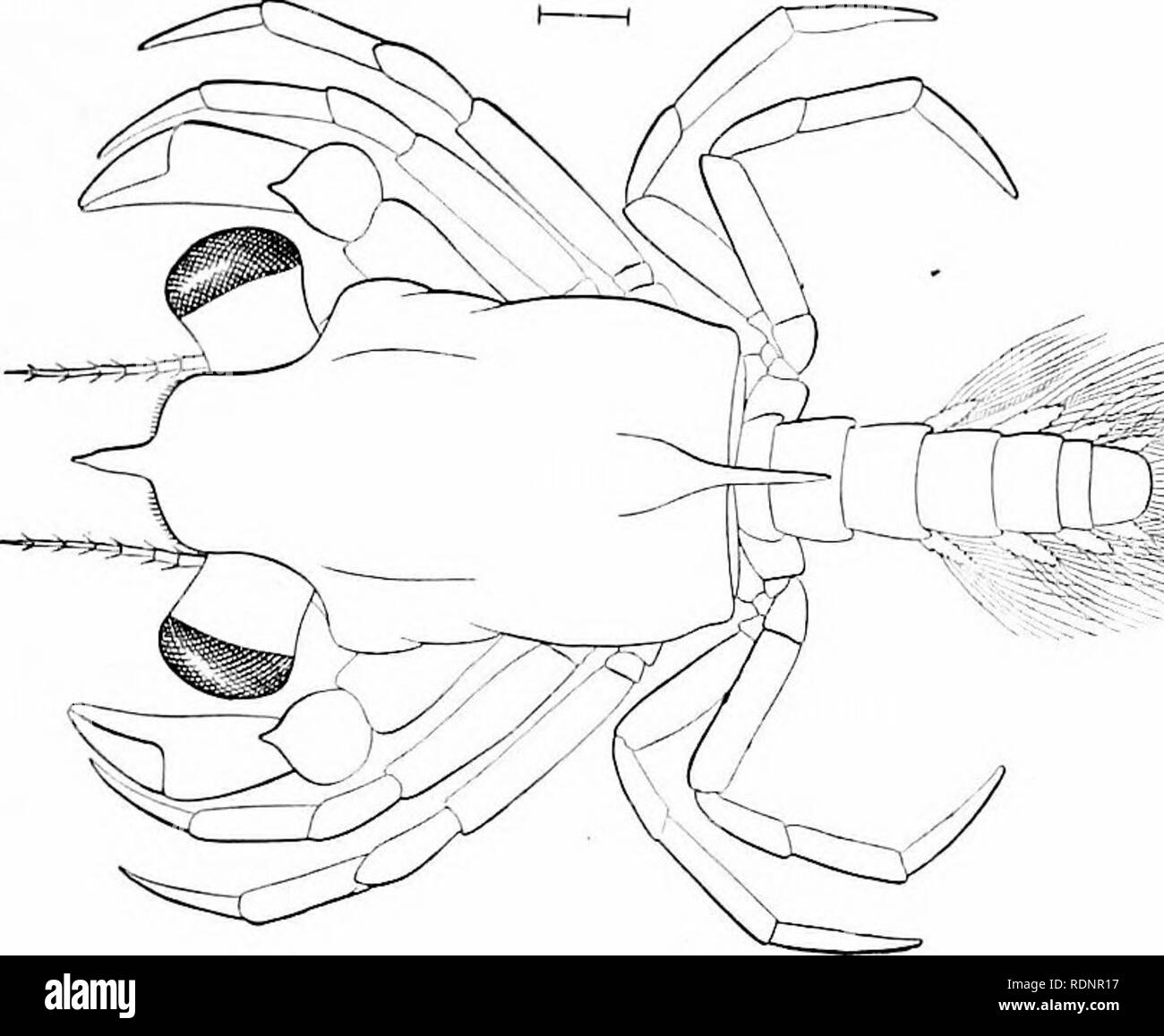 . Die Fischerei und der Fischerei Industrie der Vereinigten Staaten. Durch die Zusammenarbeit der EU-Kommissar für Fischerei und der Betriebsleiter des zehnten Einwohner. Fischerei. Platte 260. Bitte beachten Sie, dass diese Bilder sind von der gescannten Seite Bilder, die digital für die Lesbarkeit verbessert haben mögen - Färbung und Aussehen dieser Abbildungen können nicht perfekt dem Original ähneln. extrahiert. Goode, G. Brown (George Brown), 1851-1896; Allen, Joel Aseph, 1828-1921; Elliott, Henry Holz, 1846-1930; wahr, Friedrich Wilhelm, 1858-1914; Ingersoll, Ernest, 1852-1946; Ryder, John Ad Stockfoto