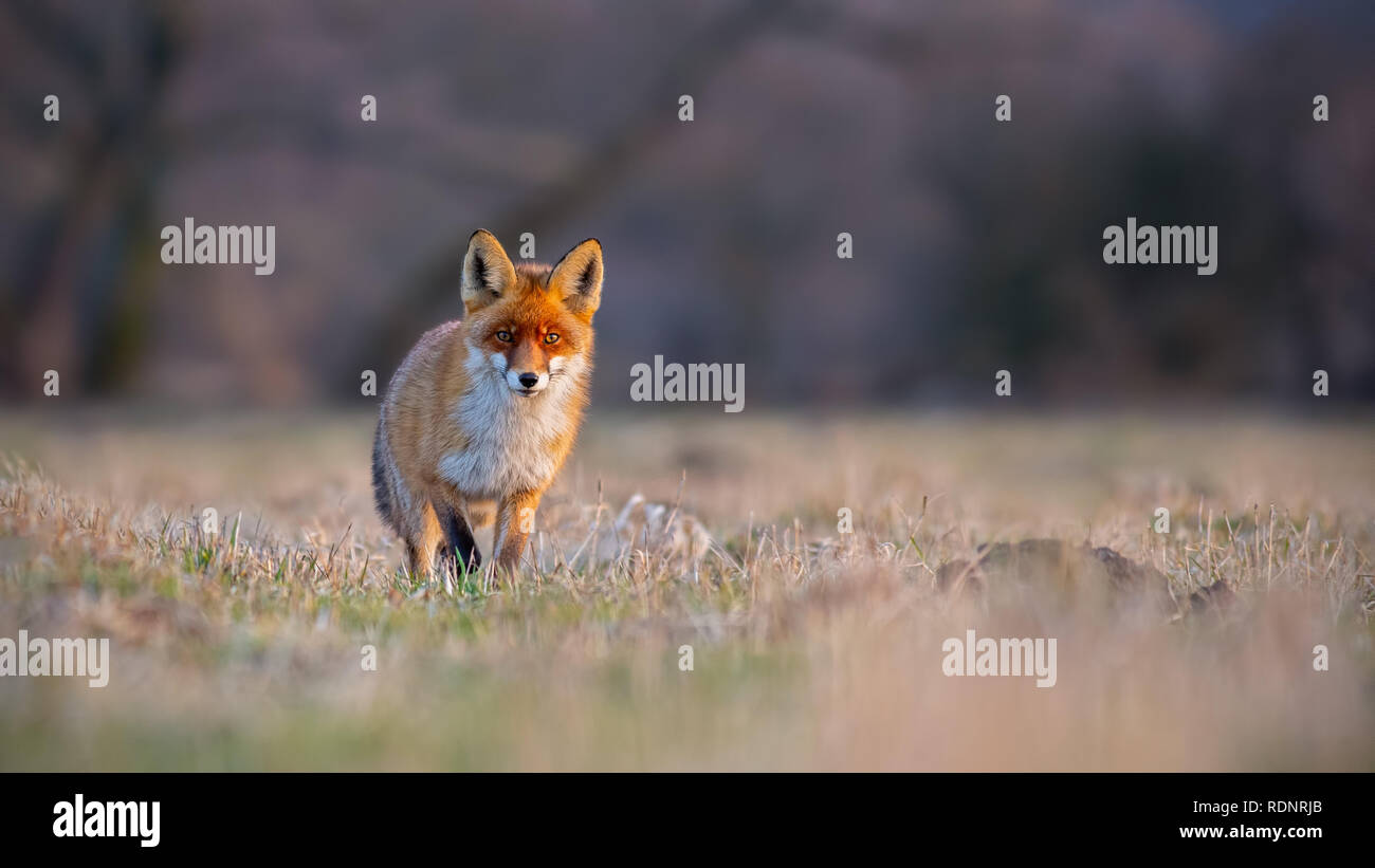 Red Fox, Vulpes vulpes, auf einer Wiese bei Sonnenuntergang. Stockfoto