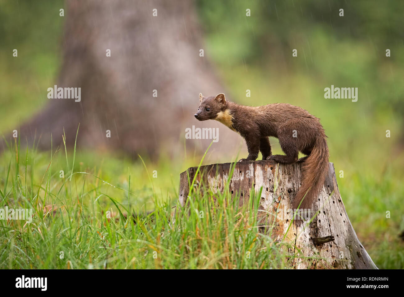Europäische Marder, Martes martes, stehend auf einem Baumstumpf im Wald, im Regen. Stockfoto