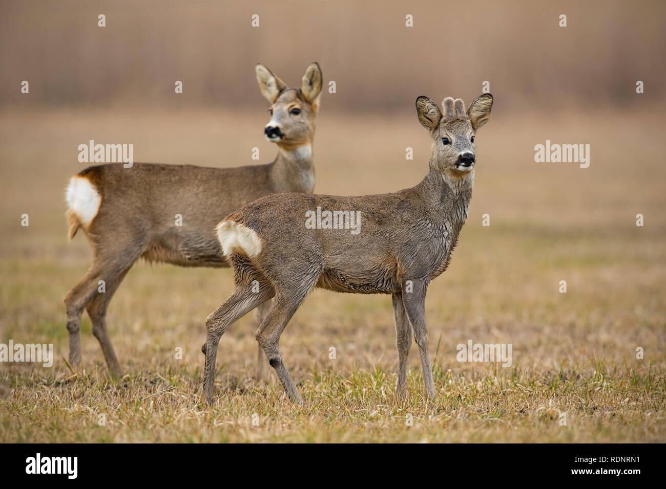 Rehe, Hyla arborea, im Frühjahr mit trockenem Gras im Hintergrund verschwommen. Stockfoto