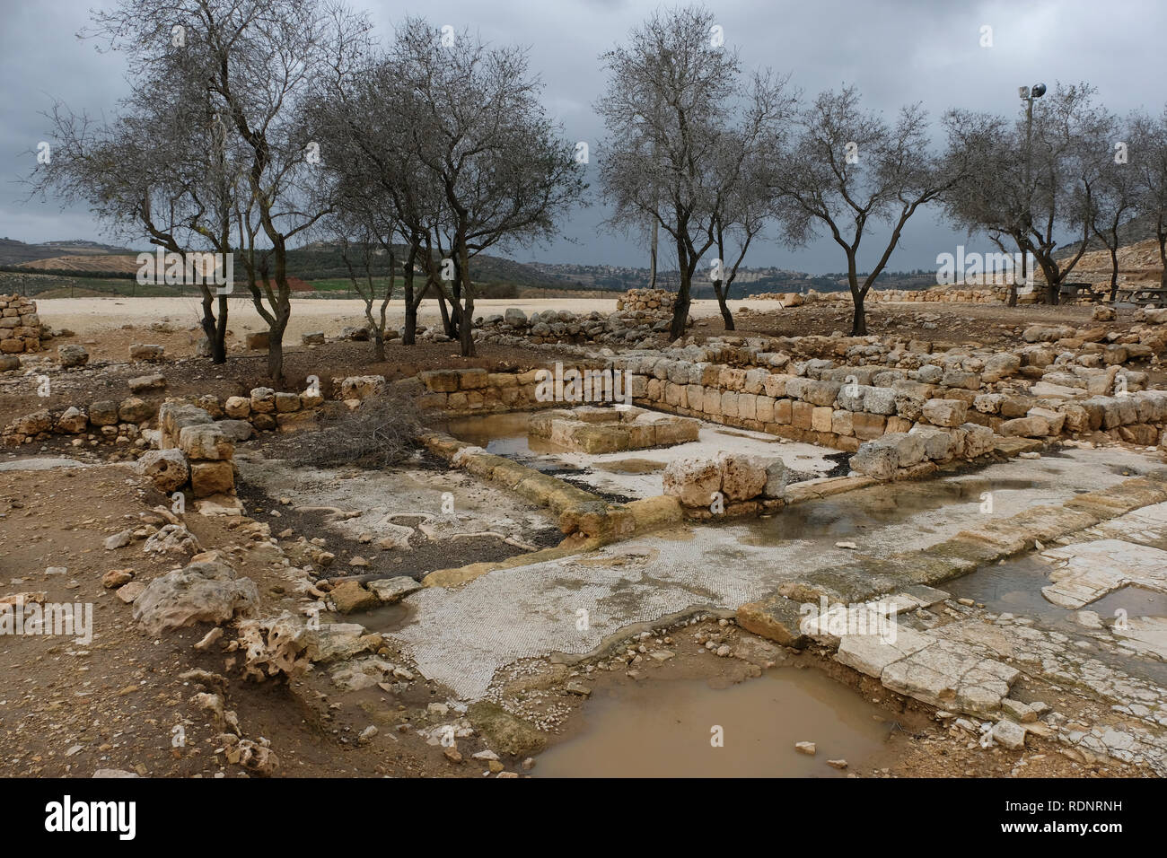 Olivenbäume wachsen inmitten der Ruinen in die archäologische Stätte von Tel Silo (khirbet Seilun), eine antike Stadt in Samaria, der großen Israelitischen Gottesdienst Zentrum, bevor der erste Tempel in Jerusalem errichtet wurde in der West Bank, Israel. Stockfoto