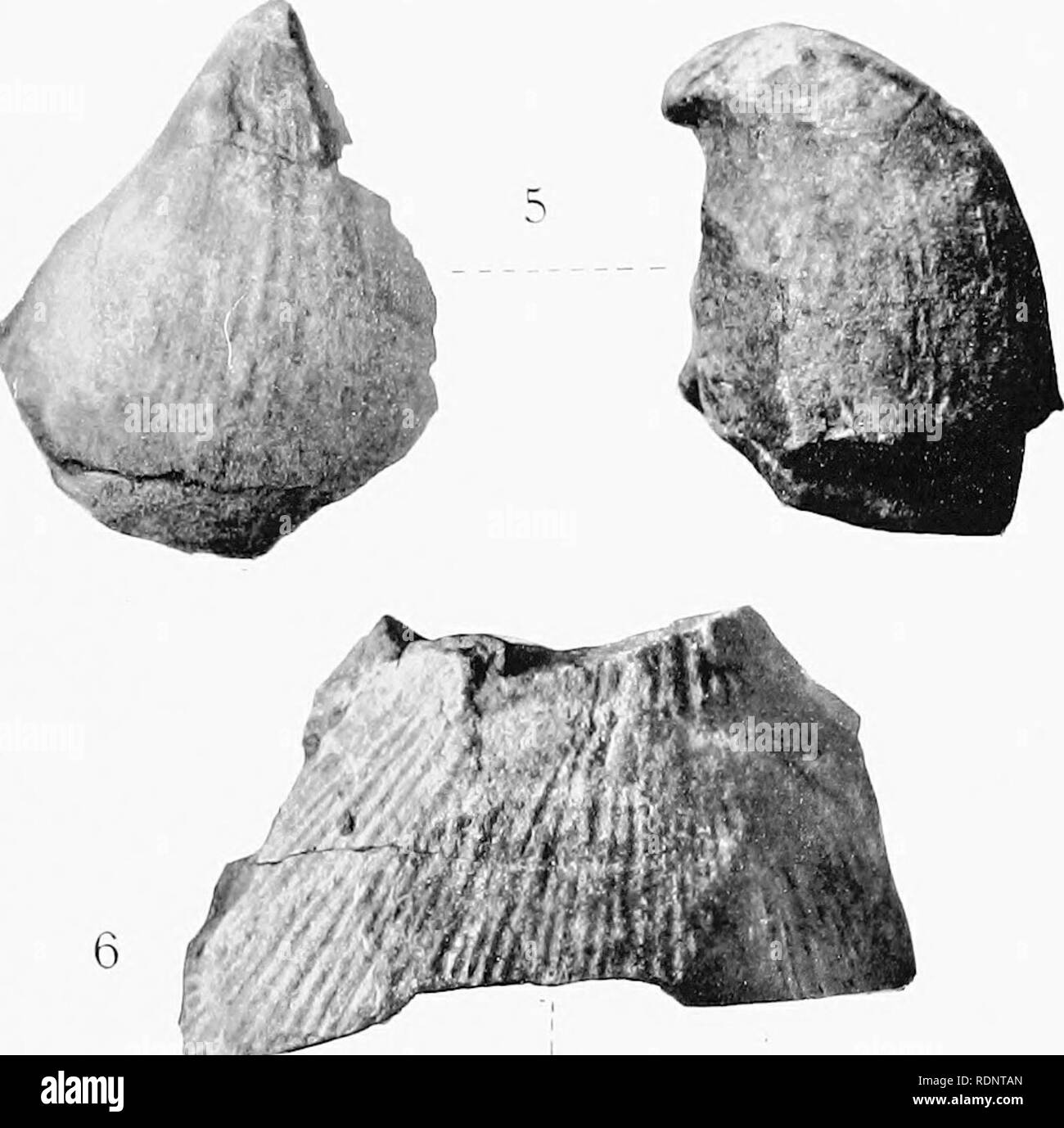 . Bericht des Zweiten norwegischen Arktis Expedition in die "Fram" 1898-1902... "Fram" Expedition. 1898-1902; Naturgeschichte; Meteorologie. : •; 2. ./^-^-- - 8 - %B f-arssen pliot.. Bitte beachten Sie, dass diese Bilder sind von der gescannten Seite Bilder, die digital für die Lesbarkeit verbessert haben mögen - Färbung und Aussehen dieser Abbildungen können nicht perfekt dem Original ähneln. extrahiert. Norske videnskaps-AKADEMI ich Oslo; Schei, Pro Elisaeus, 1875-1905 Ed; Wille, Nordal 1858-1924 hrsg. Kristiania, in Kommission von T.O. Brøgger Stockfoto