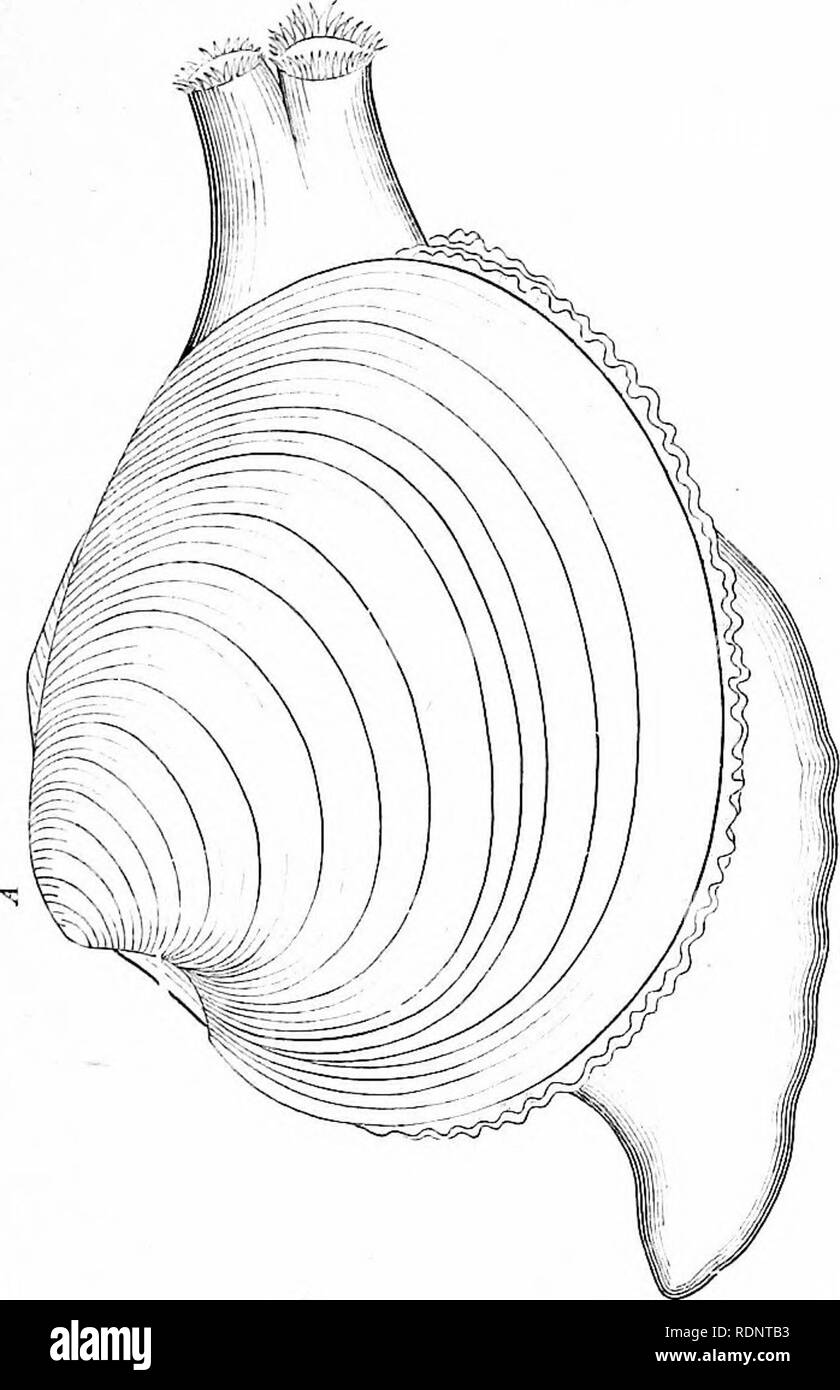 . Die Fischerei und der Fischerei Industrie der Vereinigten Staaten. Durch die Zusammenarbeit der EU-Kommissar für Fischerei und der Betriebsleiter des zehnten Einwohner. Fischerei. Platte 256.. Bitte beachten Sie, dass diese Bilder sind von der gescannten Seite Bilder, die digital für die Lesbarkeit verbessert haben mögen - Färbung und Aussehen dieser Abbildungen können nicht perfekt dem Original ähneln. extrahiert. Goode, G. Brown (George Brown), 1851-1896; Allen, Joel Aseph, 1828-1921; Elliott, Henry Holz, 1846-1930; wahr, Friedrich Wilhelm, 1858-1914; Ingersoll, Ernest, 1852-1946; Ryder, John A Stockfoto