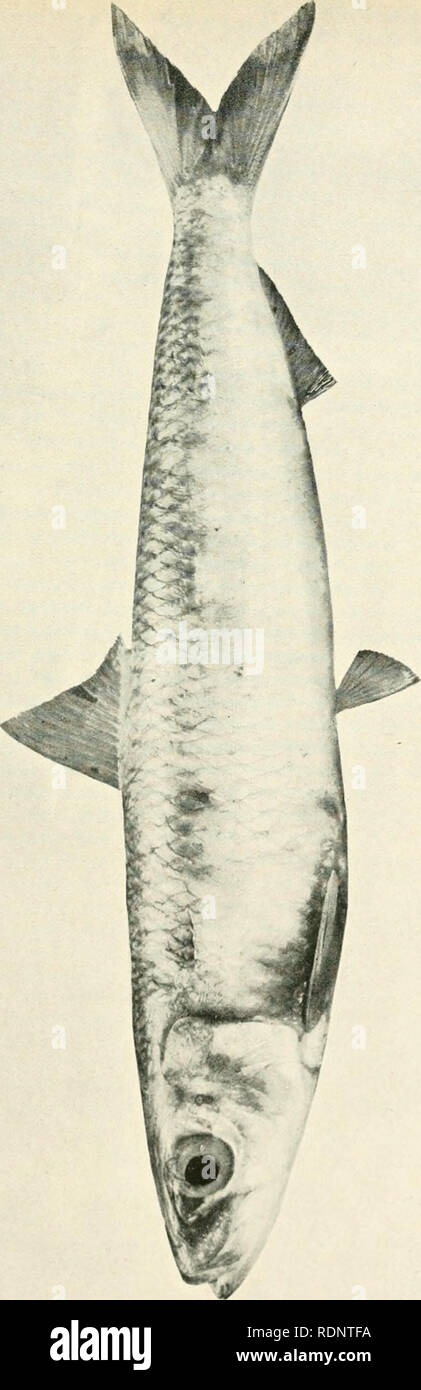 . Die essbaren Fische von New South Wales; ihre Bedeutung und ihre Möglichkeiten. Fische - Australien New South Wales. -^<^c^O Q< X o. Bitte beachten Sie, dass diese Bilder sind von der gescannten Seite Bilder, die digital für die Lesbarkeit verbessert haben mögen - Färbung und Aussehen dieser Abbildungen können nicht perfekt dem Original ähneln. extrahiert. New South Wales. Abt. der Fischerei; Ward, David George, 1877. [Sydney W. A. Gullick, Govt. Drucker] Stockfoto