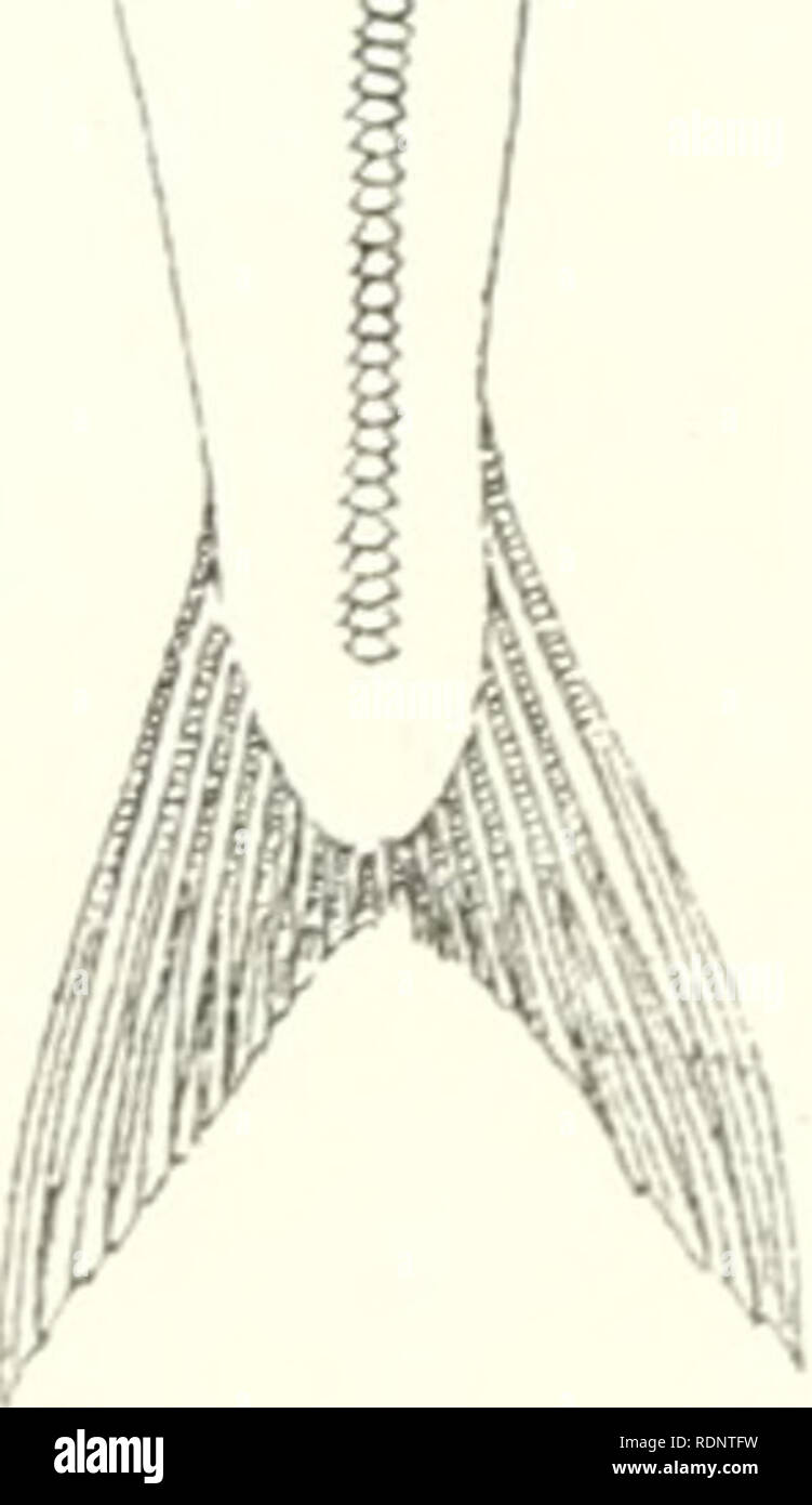 . Essbare Fische und Krebstiere von New South Wales. Crustacea -- Australien South Wales; Fische - Australien New South Wales. . Bitte beachten Sie, dass diese Bilder sind von der gescannten Seite Bilder, die digital für die Lesbarkeit verbessert haben mögen - Färbung und Aussehen dieser Abbildungen können nicht perfekt dem Original ähneln. extrahiert. Ogilby, J. Douglas (James Douglas), 1853-1925. Sydney: C. Potter, Govt. Drucker Stockfoto