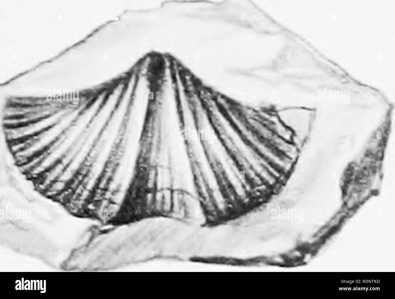 . Bericht des Zweiten norwegischen Arktis Expedition in die "Fram" 1898-1902... "Fram" Expedition. 1898-1902; Naturgeschichte; Meteorologie. Sek. ARCT - EXr. Ich'HA. M IST." KS-l'.) (l-J. Nu.-29, Taf. Vii. ^1 la Ic. 3a^. Bitte beachten Sie, dass diese Bilder sind von der gescannten Seite Bilder, die digital für die Lesbarkeit verbessert haben mögen - Färbung und Aussehen dieser Abbildungen können nicht perfekt dem Original ähneln. extrahiert. Norske videnskaps-AKADEMI ich Oslo; Schei, Pro Elisaeus, 1875-1905 Ed; Wille, Nordal 1858-1924 hrsg. Kristiania, in Kommission von T.O. Brøgger Stockfoto