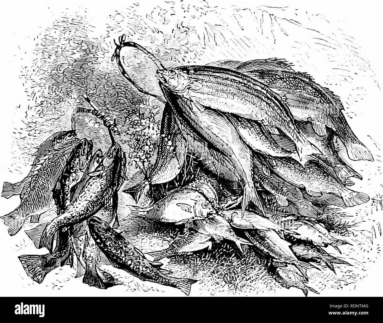 . Nimrod auf das Meer oder die Amerikanische whaleman. Walfang. Die AMERIKANISCHE WHALEMAN. 133 Schildkröten schlummer an den Stränden, und ihre großen Geschäfte der Eier können von der warmen Sand gegraben werden. Robben und Seelöwen zahm auf der felsigen kleinen Inseln liegen, die düsteren Pelican sitzt Brut - ing auf den Simsen, so absorbiert, dass die locker Seemann eine vorsichtige Hand unter seinen zufriedenen Schwanz, und Tipp es Heels über den Kopf in das Wasser unten. Kleines Land - Vögel auf ihre Person absolut unbewusste Angst leuchtet, und in den Lagunen sind schöne Fan-wie Muscheln 18 cm in der Länge, und unzählige Conch-Shell Stockfoto