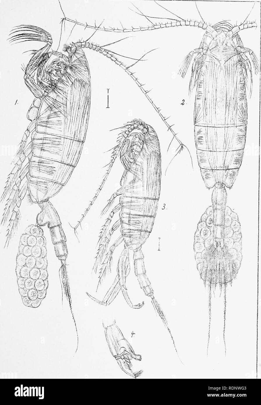 . Die Norwegischen Polar Expedition, 1893-1896; wissenschaftliche Ergebnisse. "Fram" Expedition. 1893-1896); wissenschaftliche Expeditionen. Die norwegische Polar Expedition 1893-96 NJ 5 Pl. XBT. G.O. Sars autogr. trykLiden prrv OpiricLaling Chra.. Bitte beachten Sie, dass diese Bilder sind von der gescannten Seite Bilder, die digital für die Lesbarkeit verbessert haben mögen - Färbung und Aussehen dieser Abbildungen können nicht perfekt dem Original ähneln. extrahiert. Nansen, Fridtjof, 1861-1930. Hrsg. London, New York, Longmans, Green und Co.; Christiania, J. Dybwad Stockfoto